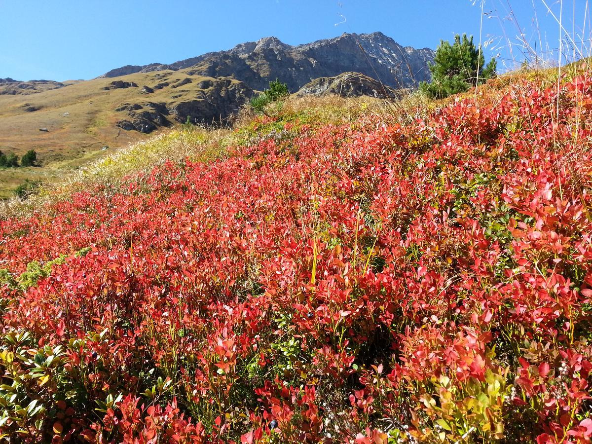 Haus Ursula Daire Kals-am Großglockner Dış mekan fotoğraf