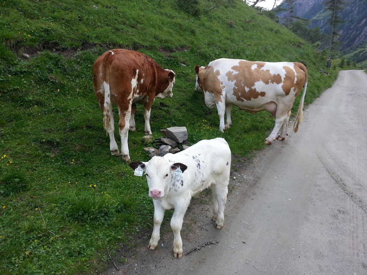 Haus Ursula Daire Kals-am Großglockner Dış mekan fotoğraf